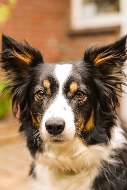 baskerville dog muzzle size guide